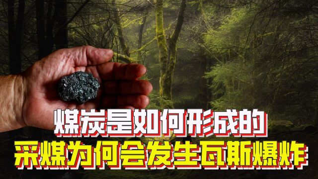 煤炭是怎么形成的?煤炭开采时发生的瓦斯爆炸,危险气体哪来的?