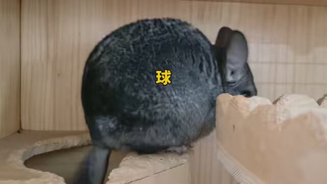 小龙猫自洗澡全流程 #年轻人养宠图鉴 #龙猫