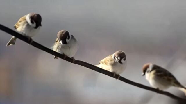 山光悦鸟性,潭影空人心