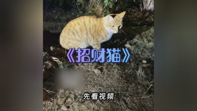 《招财猫》