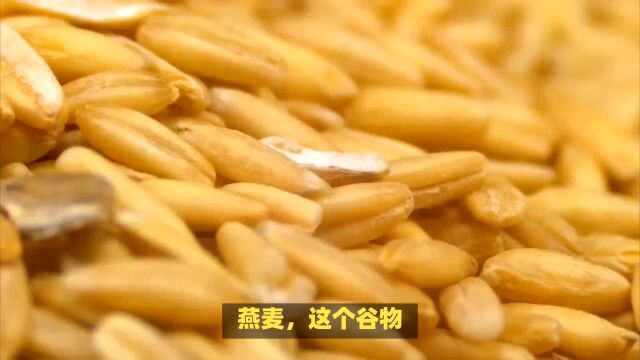 燕麦:可以作为主食、配菜或甜点等多种角色出现在餐桌上.其搭配的食材也相当丰富,可以根据个人口味选择加入牛奶、水果、坚果等.在享受美味的同...