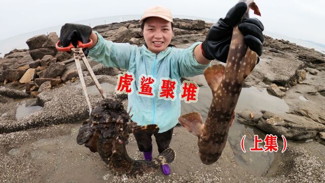 3个猪肺投200平天坑,几百一斤的龙胆鲨鱼群聚,一人独占抓到爽