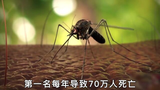 非洲“最致命”的10大生物,每年造成全球200万人死亡