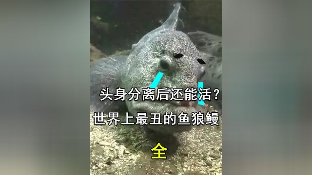 1 .头身分离后还能活?世界上最丑的鱼——狼鳗