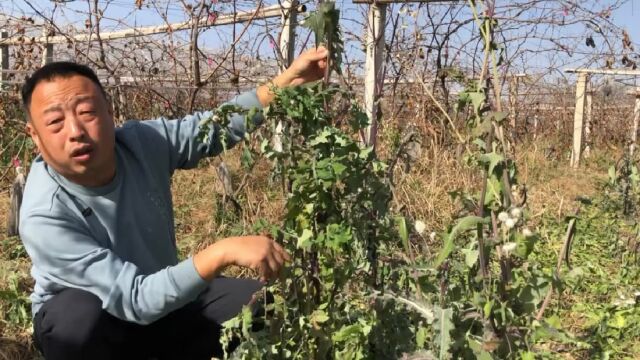 农村巨型刺儿菜,一片叶子就是一盘菜,大家来欣赏品评下