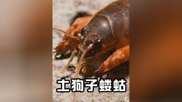 2 .农村常见的蝼蛄:被人们称为土狗子,它到底能不能吃?