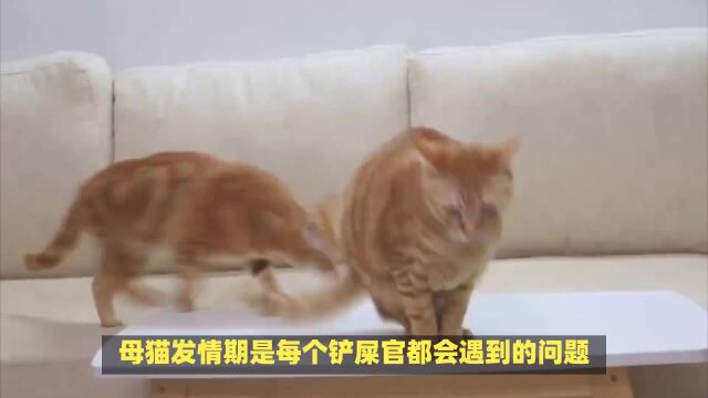 母猫多久发情期一般多少天?母猫发情期全解析:时间、症状及应对