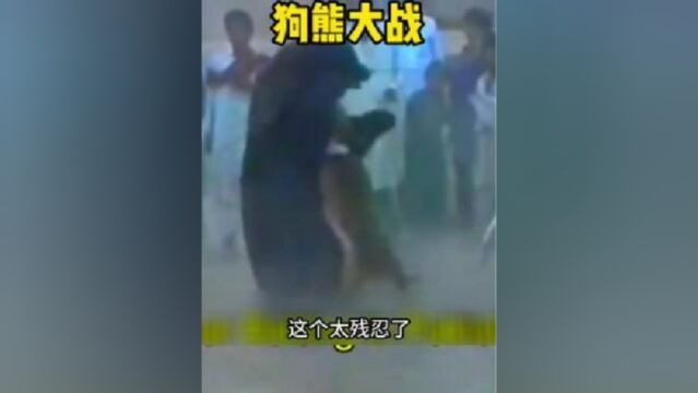 比特犬大战黑熊