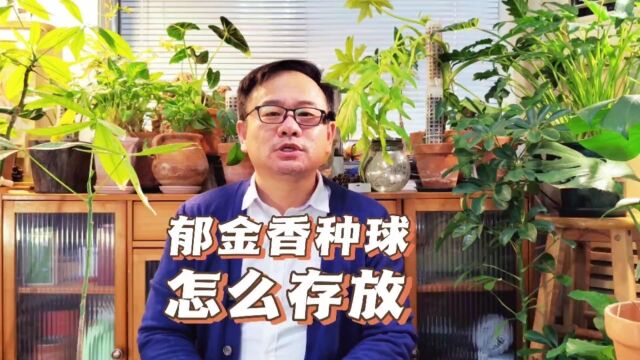 郁金香种球怎么存放?简单2步,来年复花