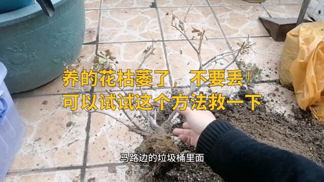 养的花枯萎棵,不要丢!可以试试这个方法救一下