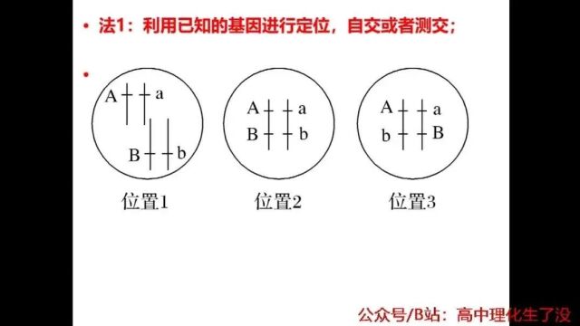 2024年生物高考二轮复习:利用已知的基因进行基因定位