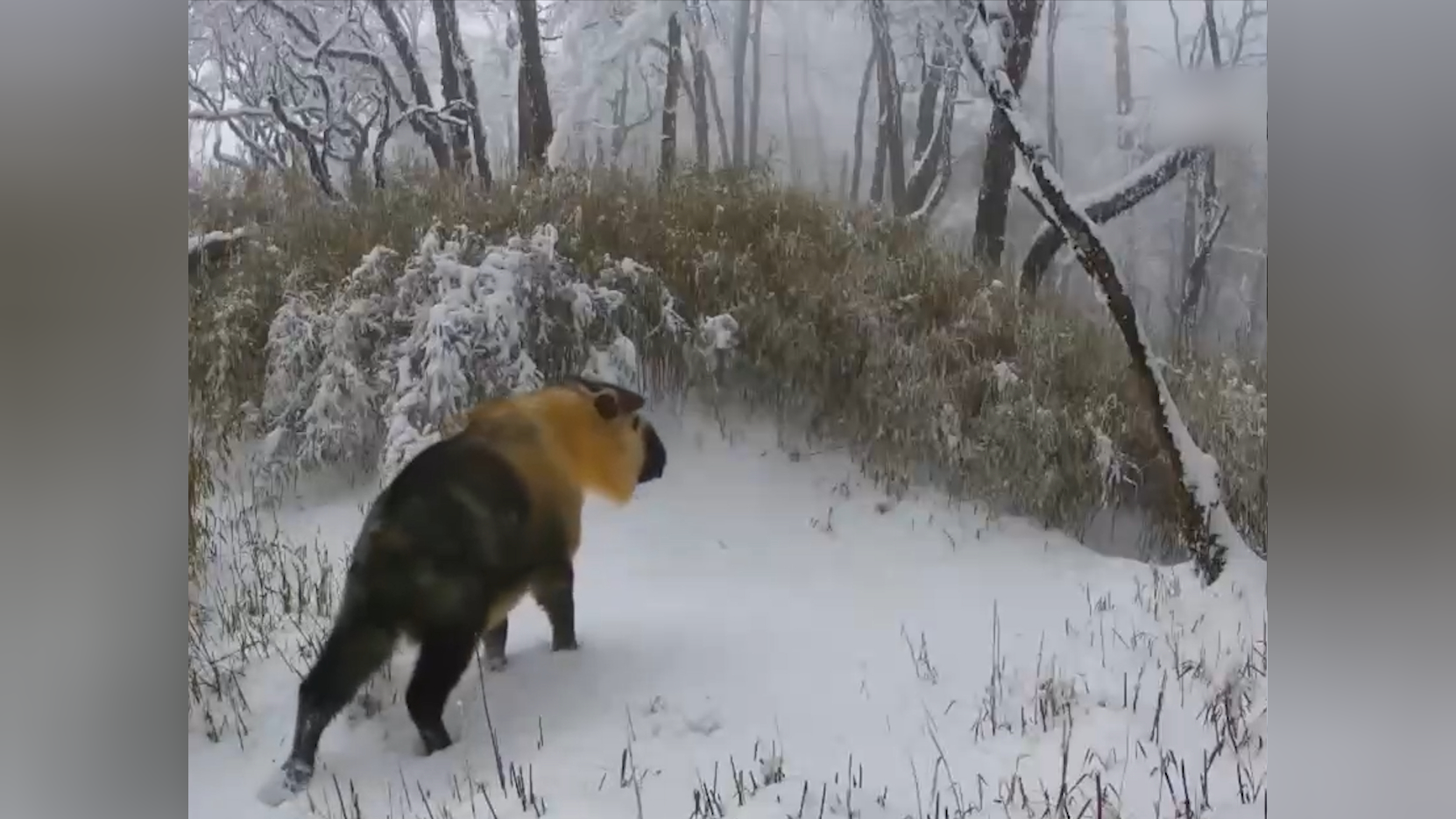 四川:监控拍到大熊猫等野生动物"舔屏"可爱瞬间