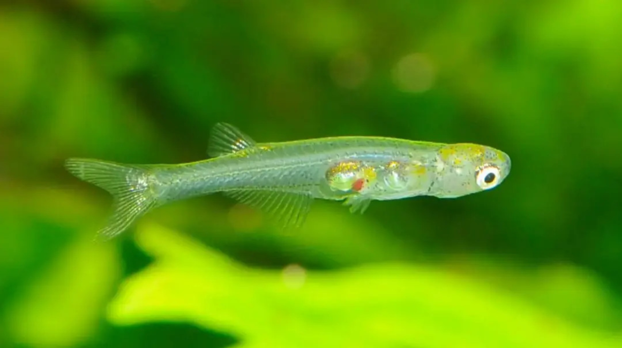 科学家新发现:一种小鱼发出的声音比大象还大