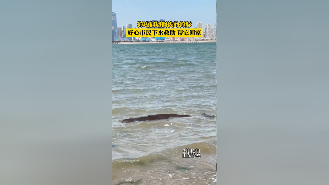 青岛海边偶遇搁浅的海豚,好心市民合力帮它回家