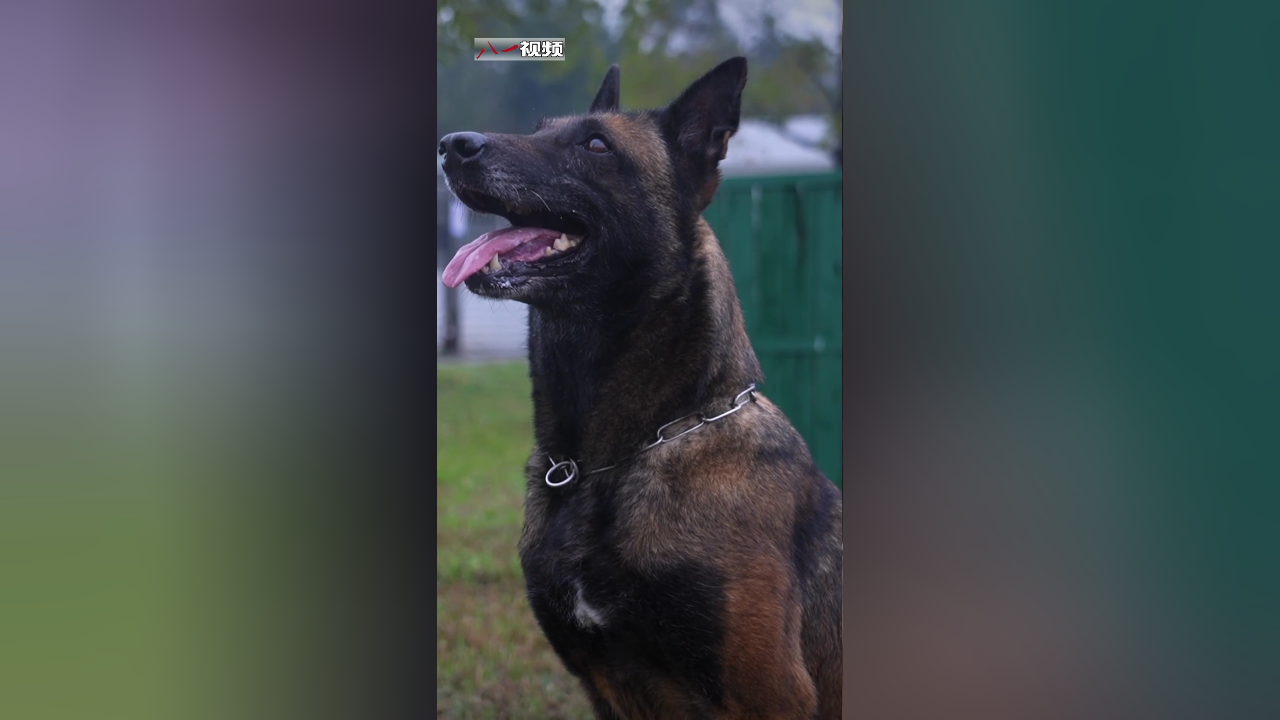 勇猛又乖巧,这样的军犬你爱了吗
