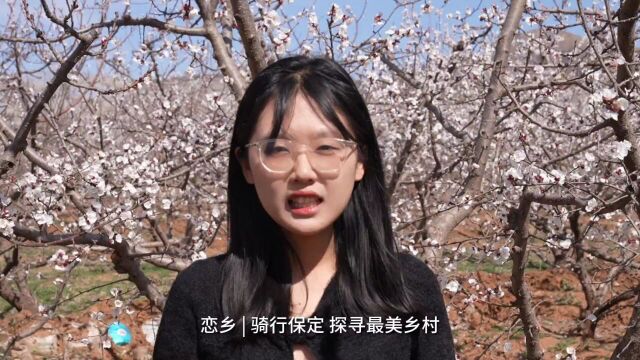 恋乡61骑行保定顺平县杏林公园千亩杏林花海争艳