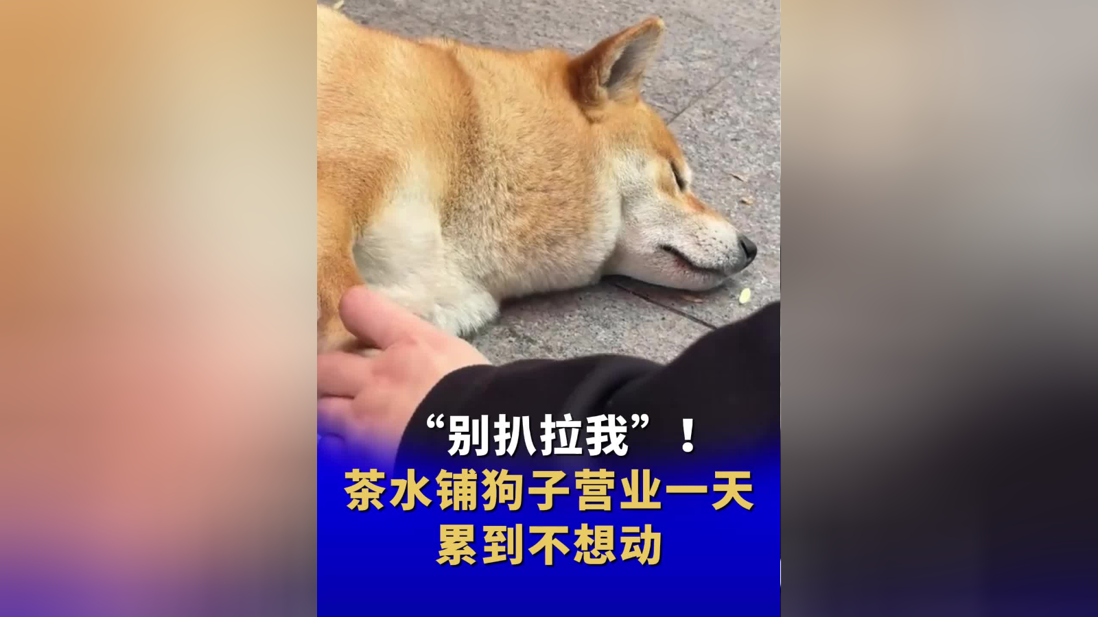 "别扒拉我"!茶水铺狗子营业一天累到不想动