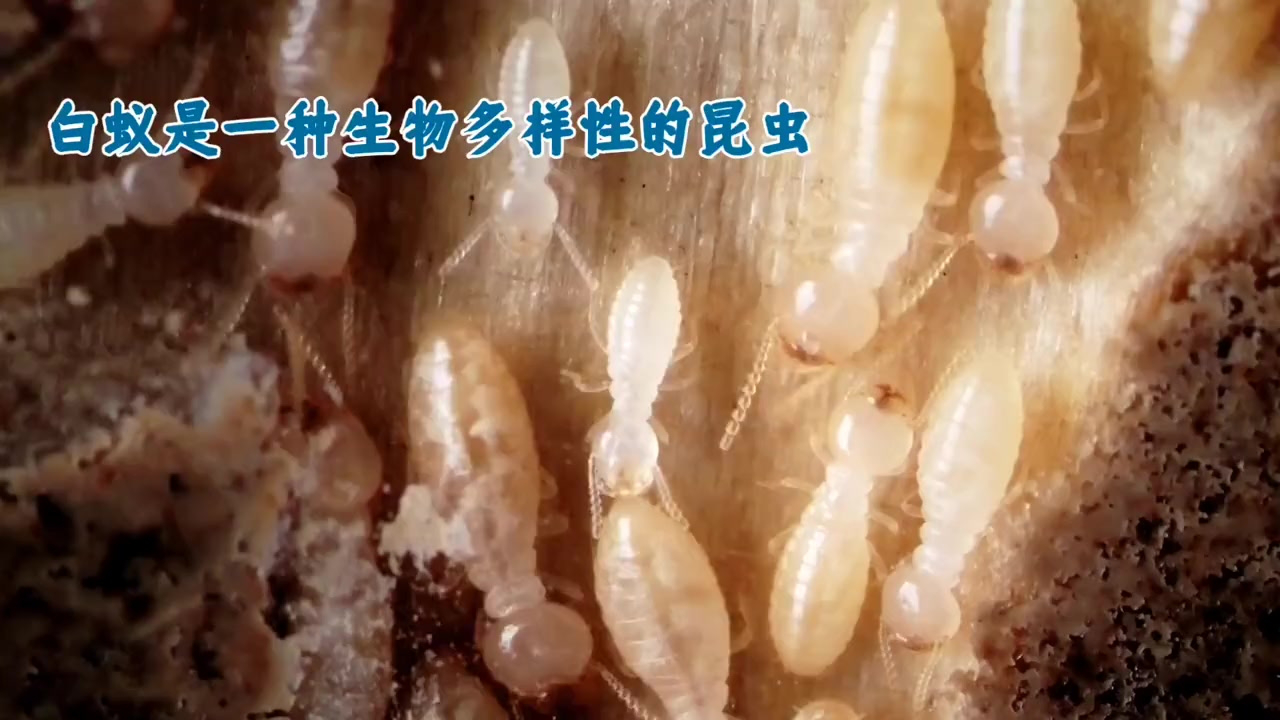 如果发现家中有白蚁一定要立马请专业人员处理