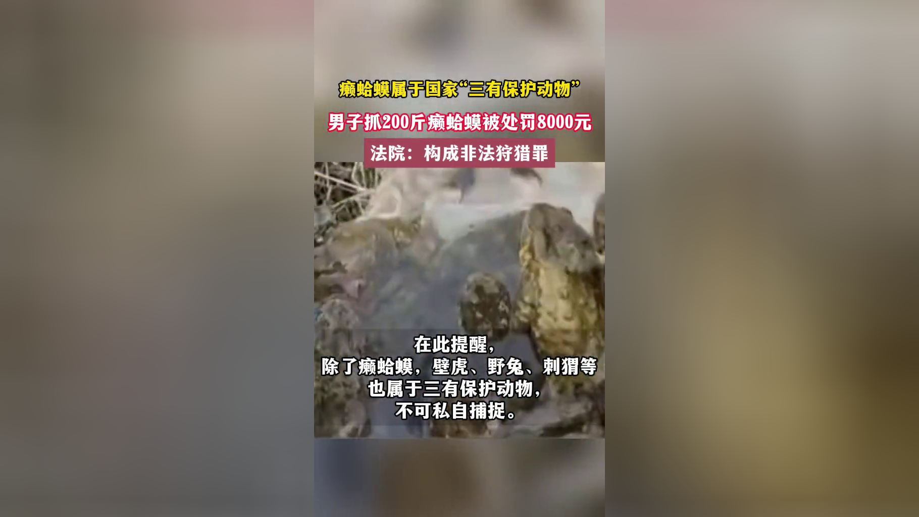 男子抓200斤癞蛤蟆被罚8千元,法院:构成非法狩猎罪