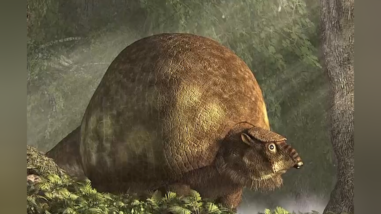 一万多年前灭绝的雕齿兽,与犰狳是近亲,它的外壳被人类当做庇护所