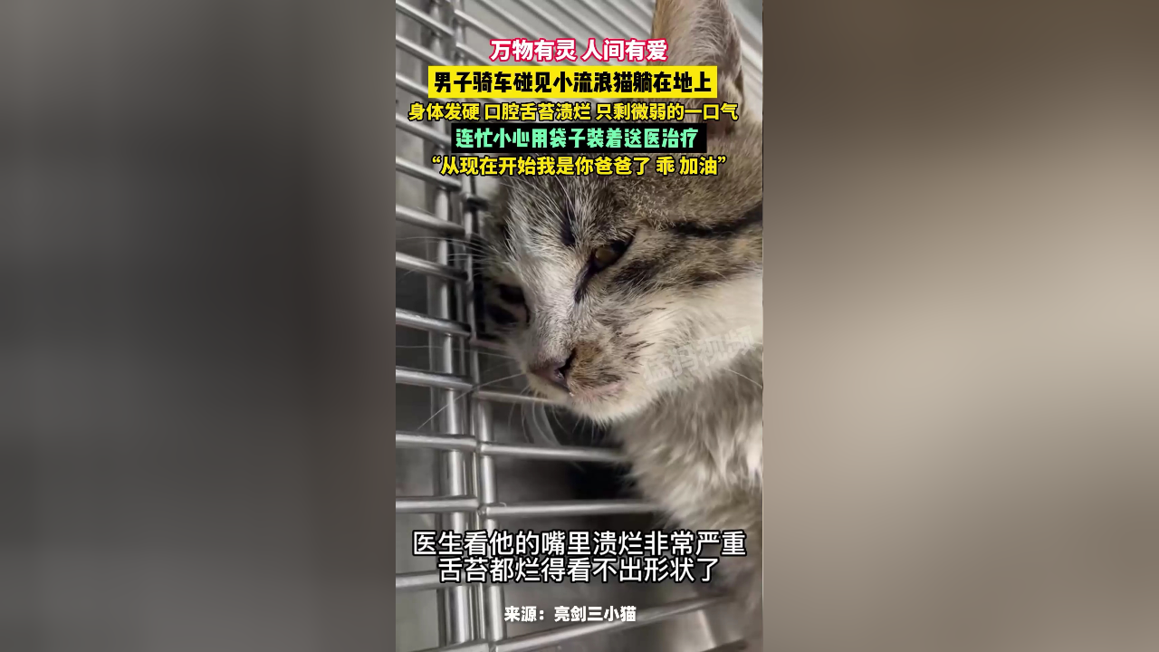 男子路遇病重流浪猫果断送医