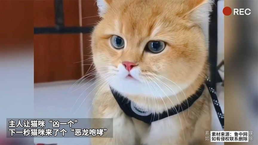 主人让猫咪"凶一个" 下一秒猫咪来了个"恶龙咆哮"