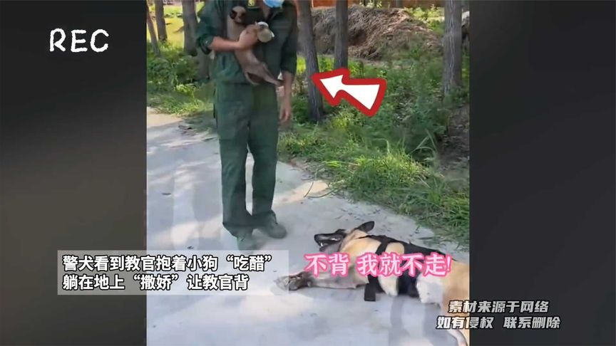 警犬看到教官抱着小狗吃醋 ,躺在地上撒娇让教官背