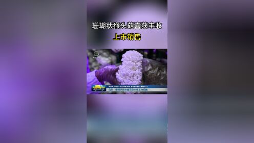 珊瑚状猴头菌图片