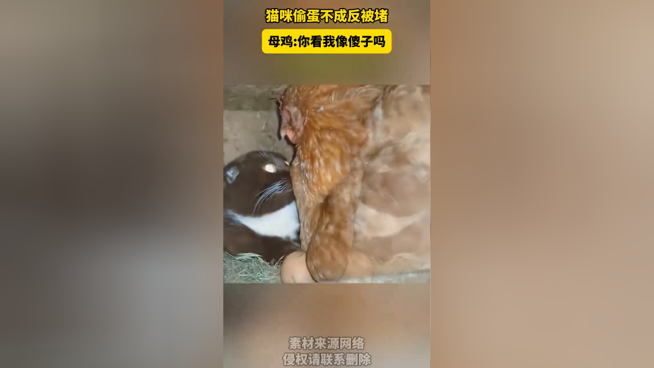 猫的蛋蛋被橡皮筋扎住图片