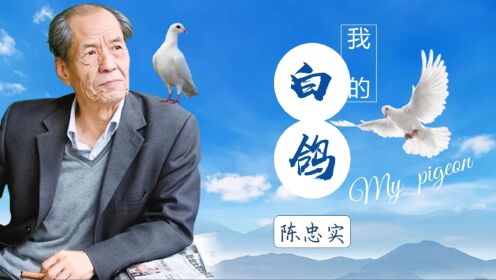 我的白鸽沙龙版动画效果