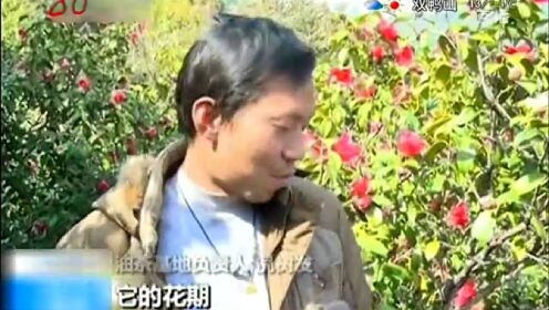 江西：野生红花油茶林 引游客前来赏花