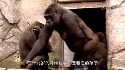 动物园的野生世界第1季05 来自法国的银背大猩猩