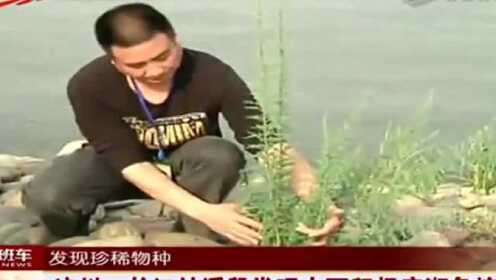 泸州：长江纳溪段发现大面积极度濒危植物