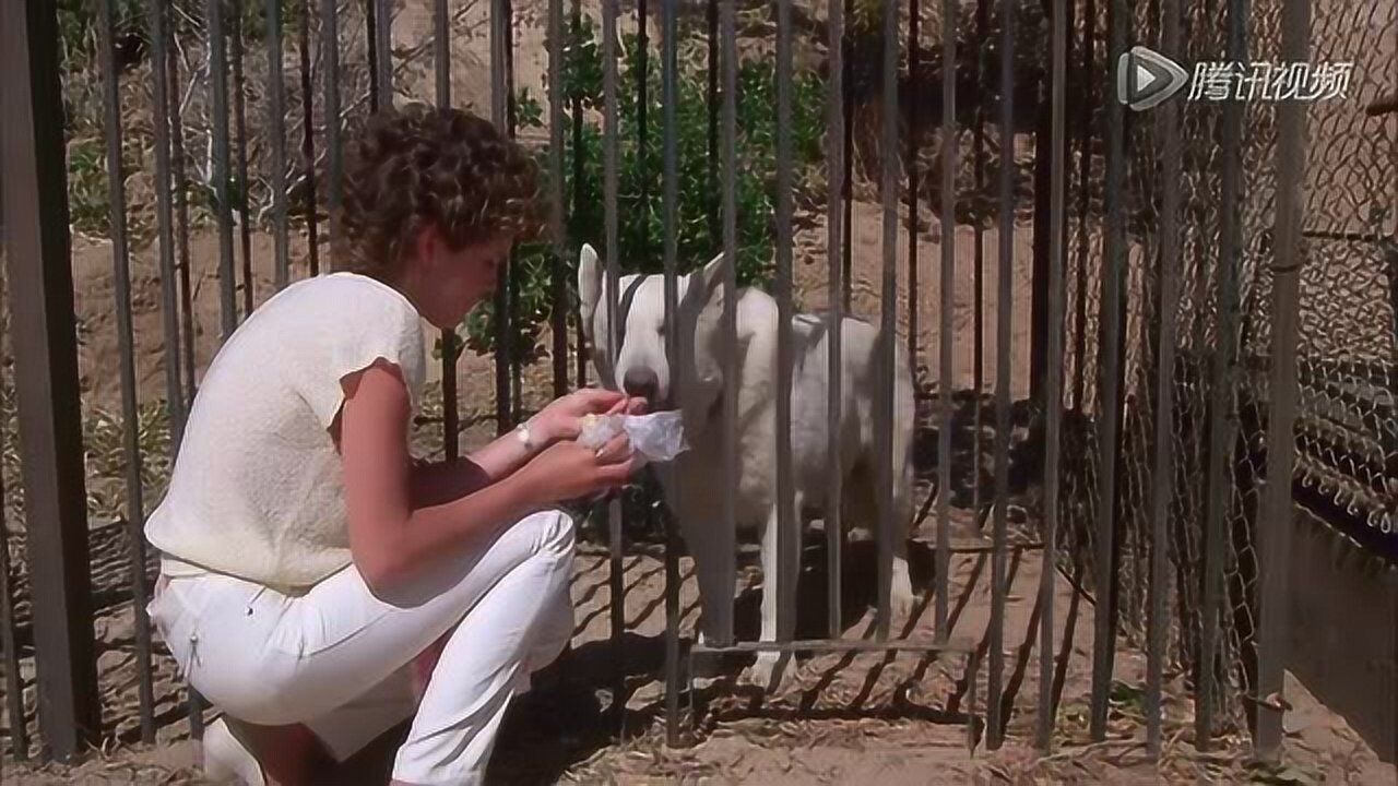 《白狗》精彩片花_电影_高清1080p在线观看平台_腾讯视频