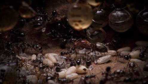 蚁后宝座之争堪比“宫斗戏”，虚弱蚁后被自己产下的工蚁蚕食