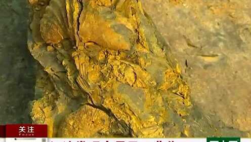 江油发现大量弓石燕化石