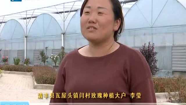 清丰县:玫瑰花铺就致富路