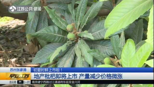 苏州张家港:地产枇杷即将上市 产量减少价格微涨