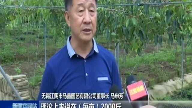 江阴:玩转农业新科技——科学引种结硕果 百亩奇异莓即将上市