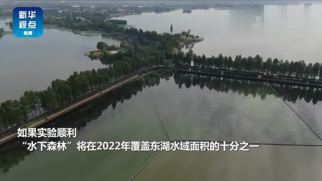 水下森林你见过吗?武汉东湖首现2.6万平方米“水下森林”