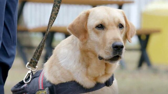 神犬小七3剧照图片