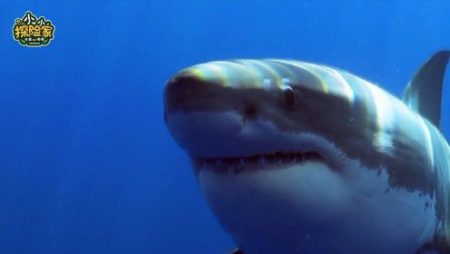 小小探险家—海洋世界奇妙探险：鱼类大百科：厉害的大白鲨