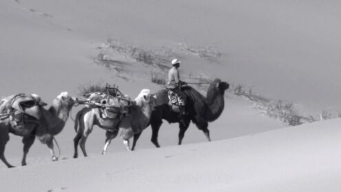 在没有水源的无边沙漠，牧民竟能奇迹般的将十头骆驼变成三百头！