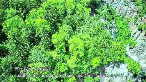 长白山生态纪录片——《寻味长白山》 高清