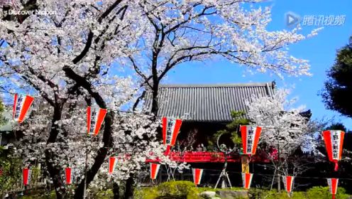 纪实72小时：上野公园 盛开的樱花
