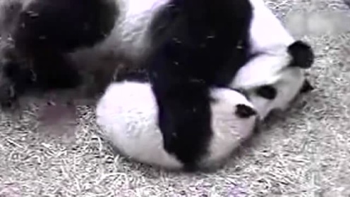 熊猫宝宝可爱片段 国宝太可爱了