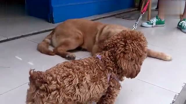 当金毛碰到豪放的泰迪,最终金毛还是发火了_腾讯视频