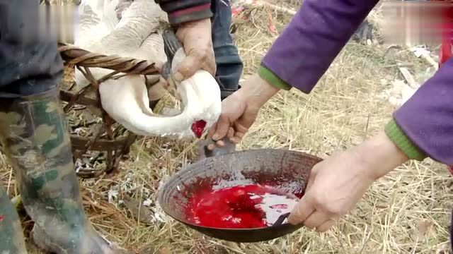 实拍农村杀鹅的正确方法