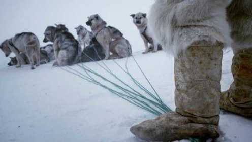 北极人与雪橇犬的默契合作 成功躲过突如其来的暴风雪
