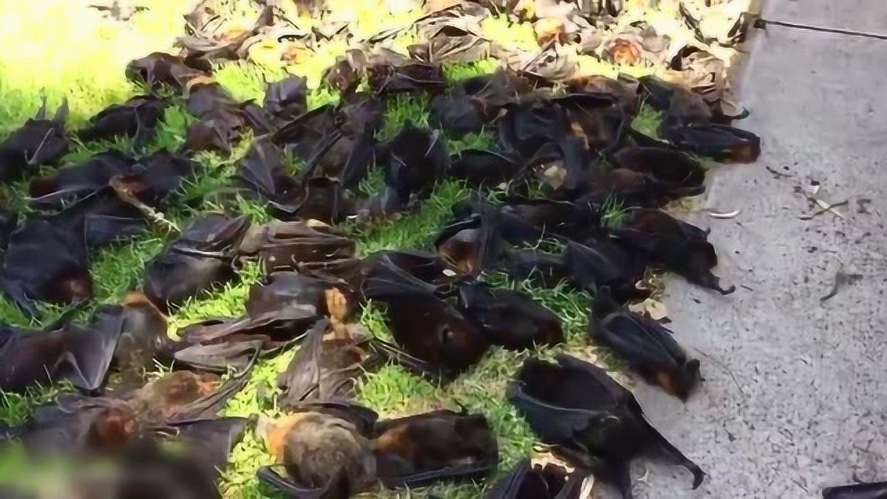 澳大利亚高温破纪录大量狐蝠被热死